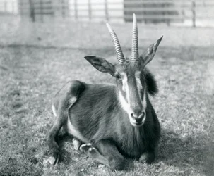 A young Sable Antelope sitting at London Zoo